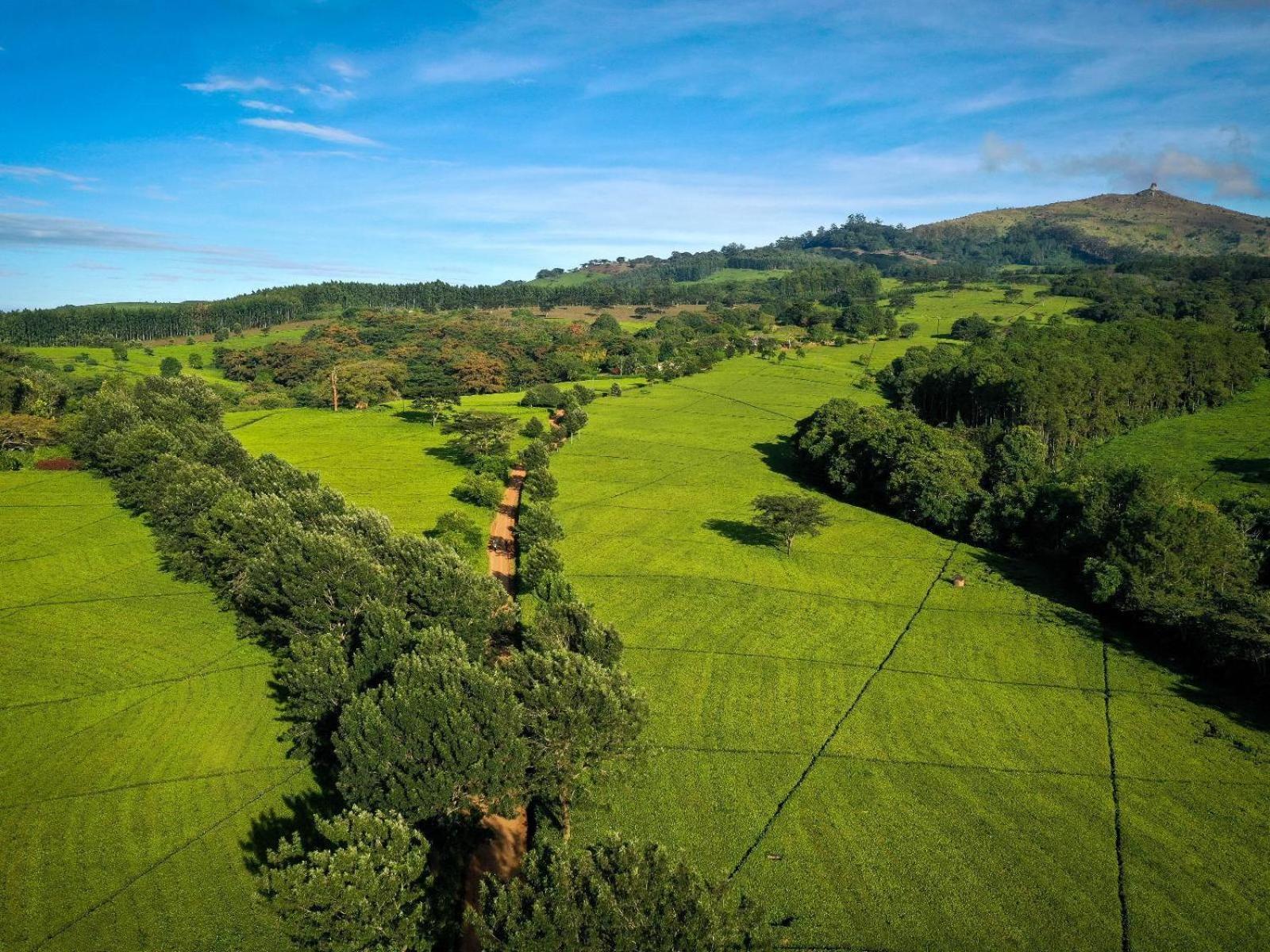 Huntingdon House And Chawani Bungalow Thyolo Esterno foto