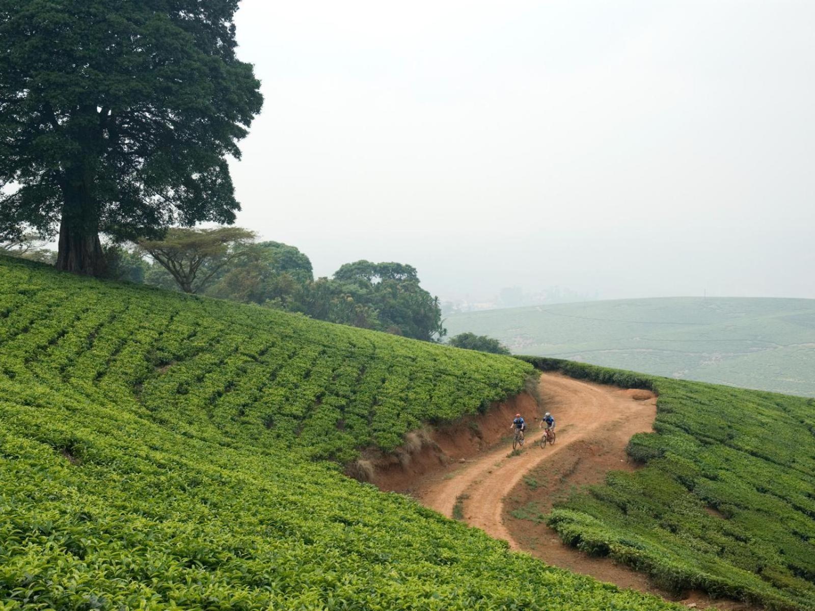 Huntingdon House And Chawani Bungalow Thyolo Esterno foto