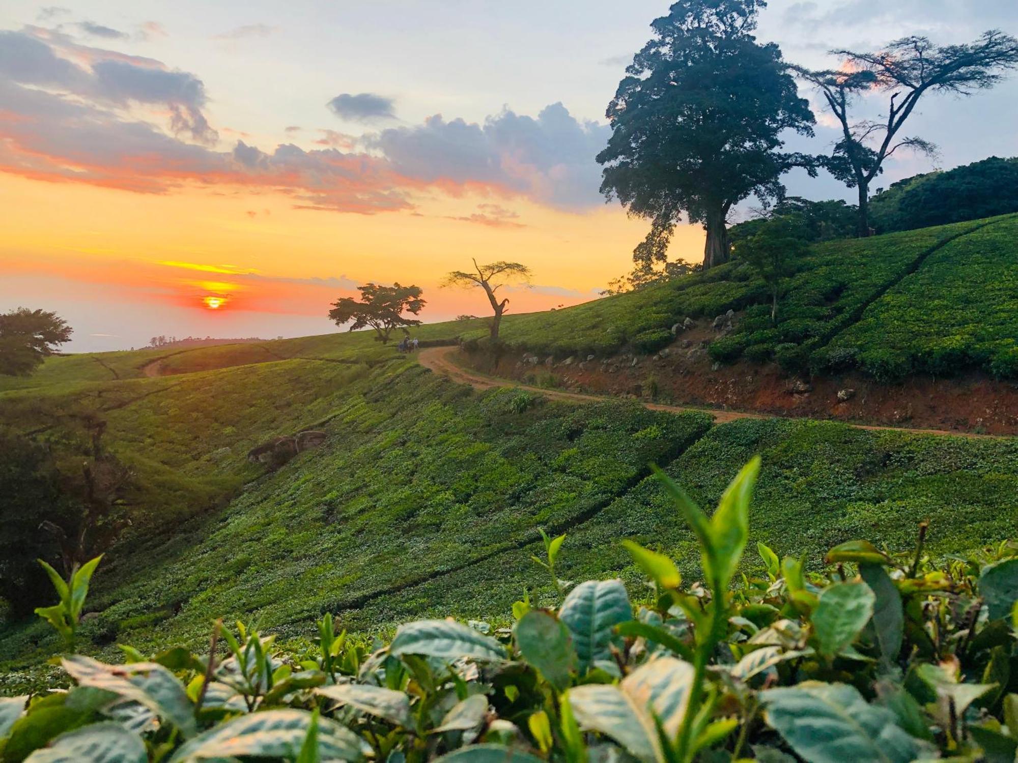 Huntingdon House And Chawani Bungalow Thyolo Esterno foto
